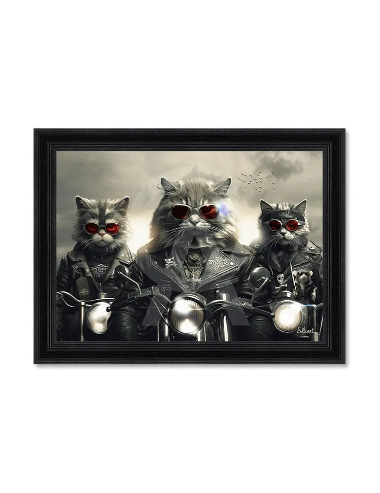 Chats Motos
